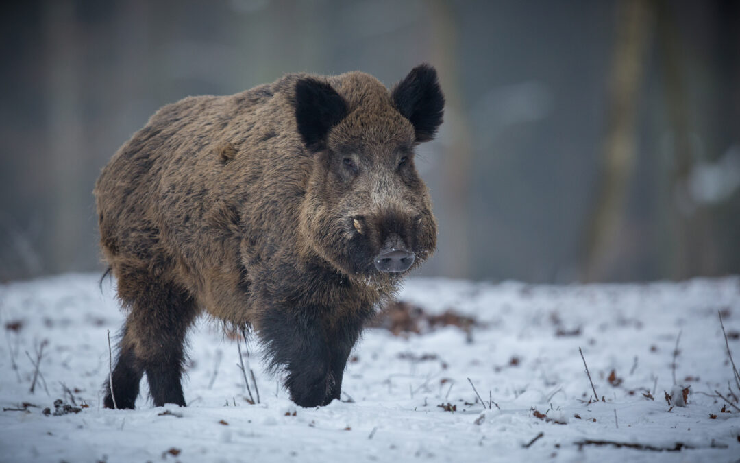 Enkät om vildsvin i Gyllebo